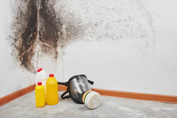 Certified Mold Removal in Enlow, PA