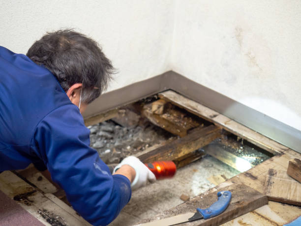 Best Certified Mold Removal  in Enlow, PA