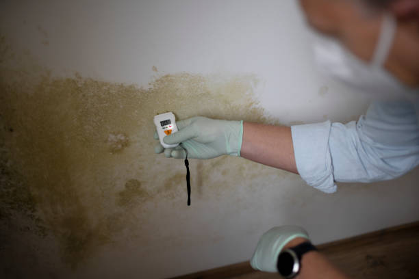 Crawl Space Mold Removal in Enlow, PA