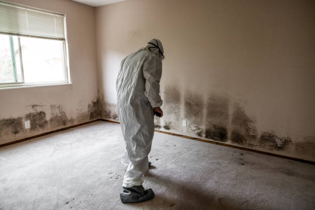 Best Emergency Mold Removal  in Enlow, PA
