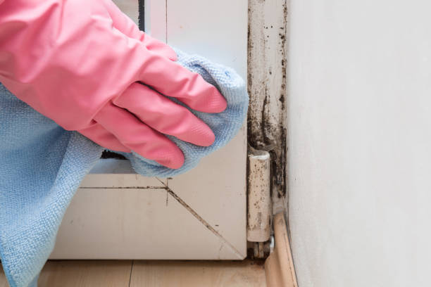 Best Mold Remediation Services  in Enlow, PA
